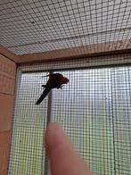 Penant Rosela ( man), Dieren en Toebehoren