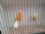 Te koop mooi koppel kanaries van 2025 zonder ring, Meerdere dieren