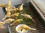 Kanaries, Dieren en Toebehoren, Vogels | Kanaries, Meerdere dieren, Kleurkanarie