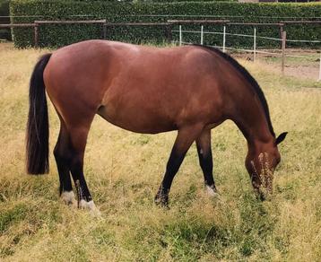 2 jarige Freiberger/Franches Montagne merrie beschikbaar voor biedingen