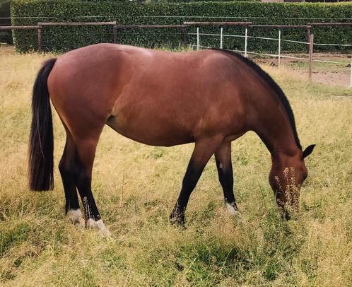 2 jarige Freiberger/Franches Montagne merrie, Dieren en Toebehoren, Paarden, Merrie, Z