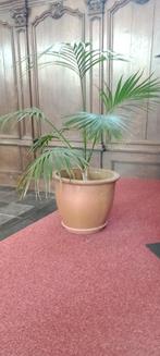 Plant, Maison & Meubles, Plantes d'intérieur, En pot, Moins de 100 cm, Enlèvement, Palmier