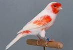 Rode mozaiek kanaries, Dieren en Toebehoren, Vogels | Kanaries