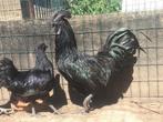 Ayam cemani, Dieren en Toebehoren