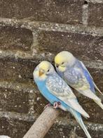 Koppel regenboog grasparkieten, Dieren en Toebehoren, Vogels | Parkieten en Papegaaien, Geringd