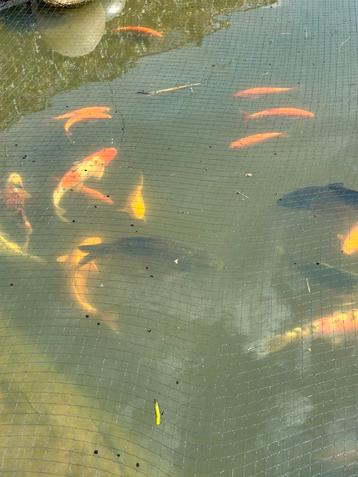 1 schub karper te koop, Dieren en Toebehoren
