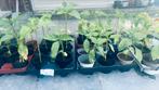 Zonnebloem planten, Tuin en Terras, Planten | Tuinplanten, Ophalen of Verzenden