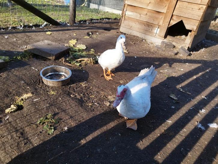 Barberie eenden, Dieren en Toebehoren, Pluimvee