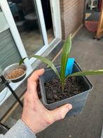 trachycarpus 2 soorte, Tuin en Terras, Ophalen