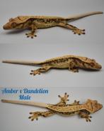 Wimpergekko man met lineage, Dieren en Toebehoren