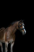 Prachtige welsh A schoolmaster, Dieren en Toebehoren, Merrie, Met stamboom, M, B pony (1.17m tot 1.27m)