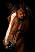 Verzorg paarden aangeboden, Dieren en Toebehoren, Paarden, Springpaard, 175 cm of meer, Gechipt, Zadelmak