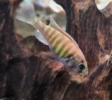 Pundamilia Neyererei victoria cichliden hobbykweek  beschikbaar voor biedingen