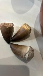 3 Mosasaurus dents comme dans les photos, Enlèvement ou Envoi, Fossile