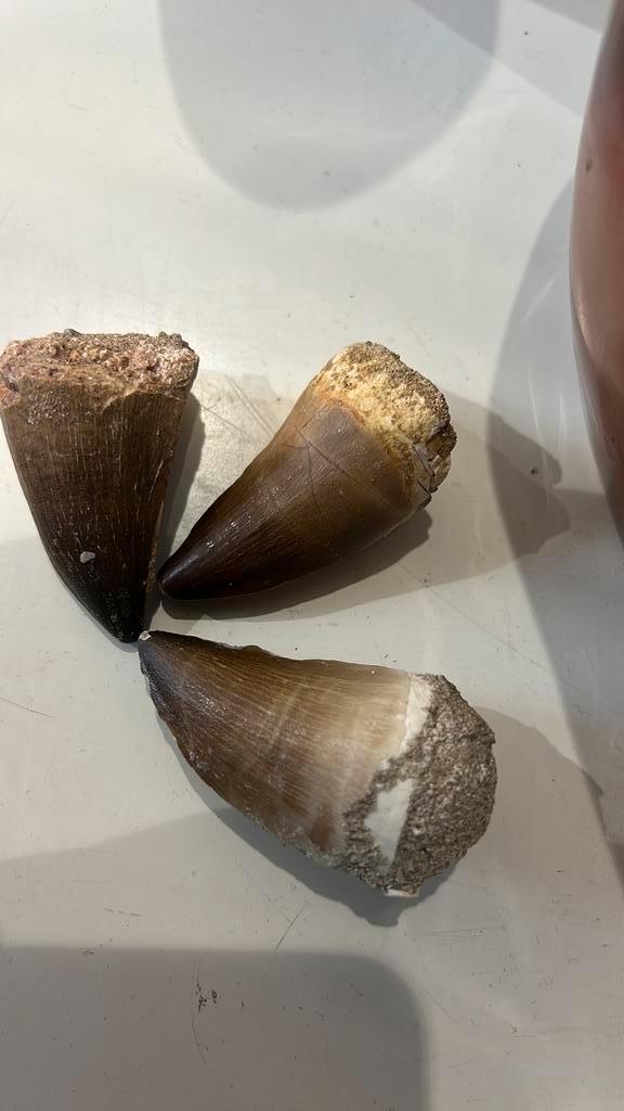 3 Mosasaurus dents comme dans les photos, Collections, Minéraux & Fossiles, Fossile, Enlèvement ou Envoi