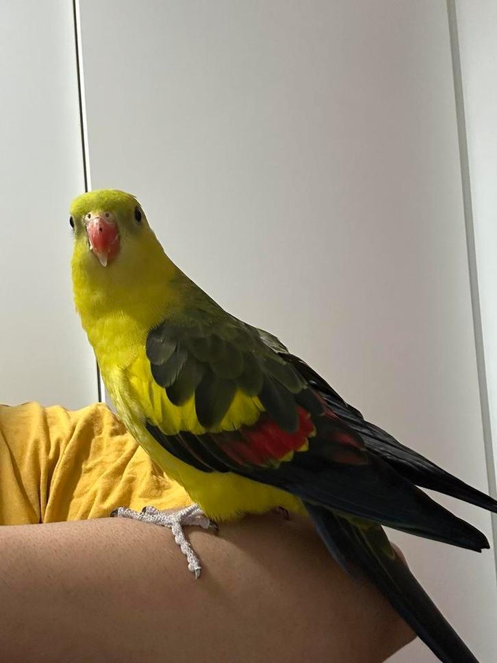 Bergpapagaai, Animaux & Accessoires, Oiseaux | Perruches & Perroquets