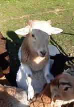 Bonte ram 5 maanden oud ,kruising:Kameroen met dorper, Dieren en Toebehoren, Mannelijk, Schaap, 0 tot 2 jaar