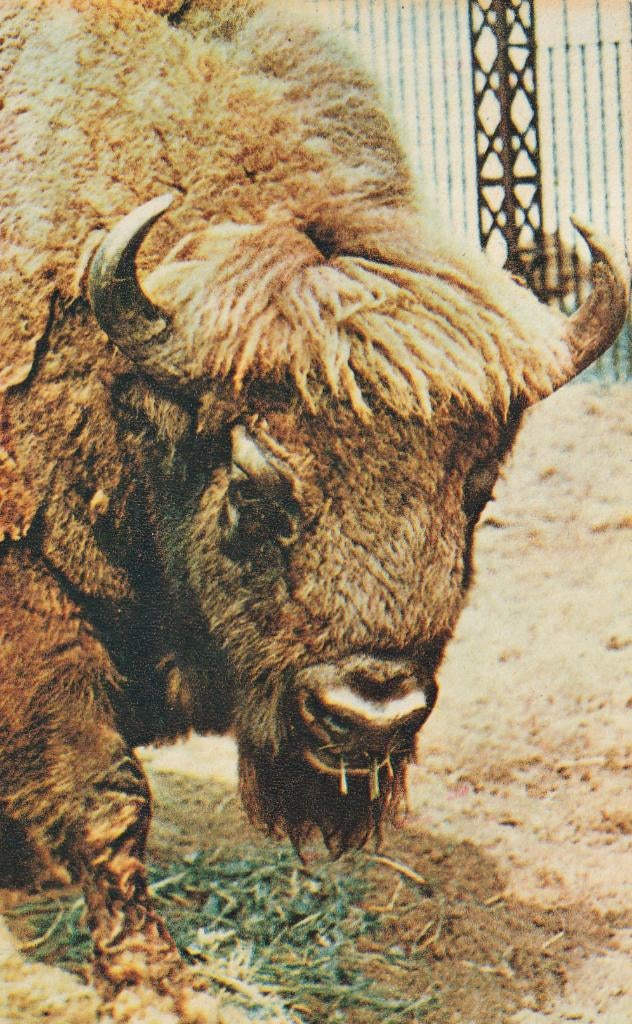 BIZON, Collections, Cartes postales | Animaux, Envoi, Non affranchie, Animal sauvage