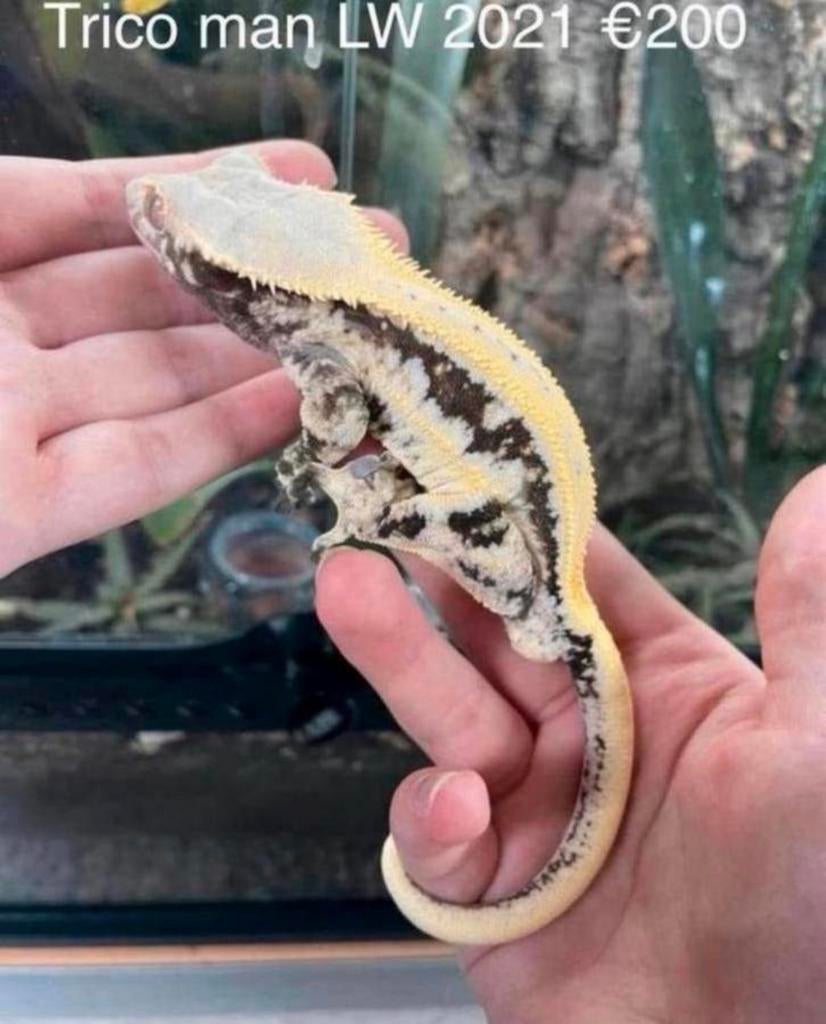 Wimpergekko, Animaux & Accessoires