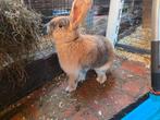 Rammelaar duitse reus x franse langoor, Dieren en Toebehoren, Konijnen