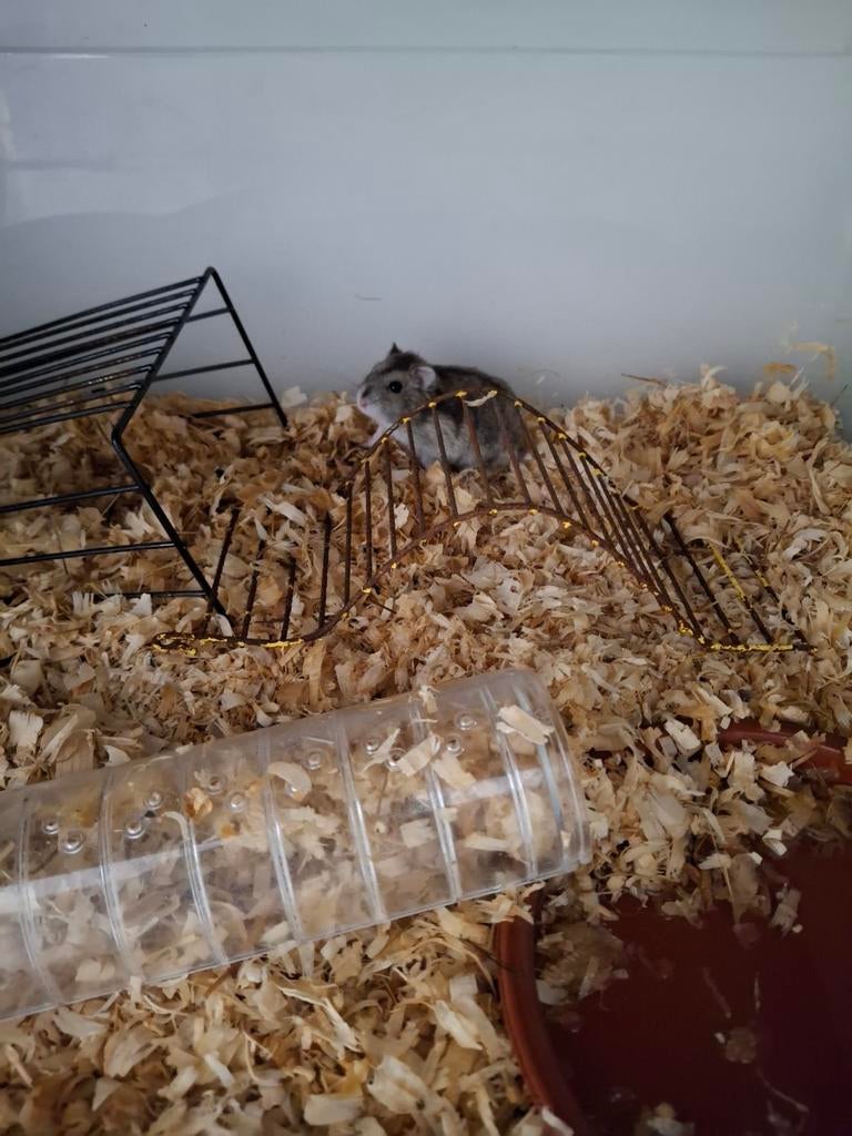 Russischedwerghamster  mannetje geboren 10/03/2026, Dieren en Toebehoren, Knaagdieren, Hamster, Maart, Mannelijk, Tam