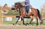 Röntgen OK, correcte , lieve BWP ruin, Dieren en Toebehoren, Paarden, Springpaard, Met stamboom, Ruin, L