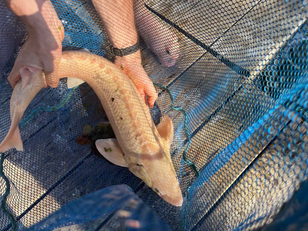 Esturgeon, Esturgeon