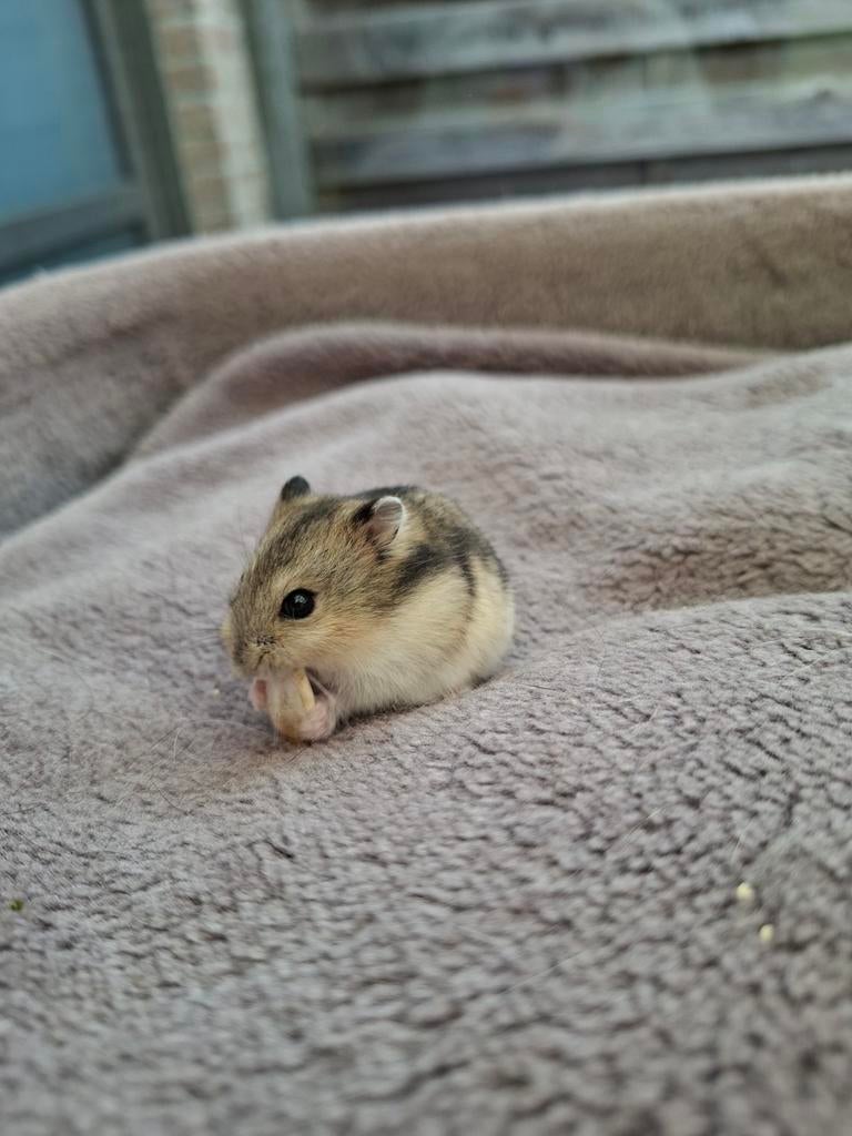 Russisch dwerghamstertje, Dieren en Toebehoren, Knaagdieren, Hamster, Maart, Vrouwelijk, Tam