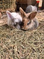 konijntjes, Dieren en Toebehoren, Konijnen, Meerdere dieren, Klein, Hangoor, 0 tot 2 jaar