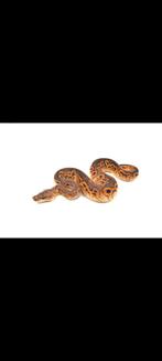 Koningspython, ball python, Dieren en Toebehoren, Slang, 0 tot 2 jaar