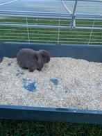 Gratis Konijntjes, Dieren en Toebehoren, Meerdere dieren, Klein, Hangoor, 0 tot 2 jaar