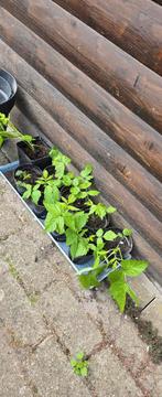 Frambozen plantjes, Enlèvement, Plante fixe, Plantes fruitières