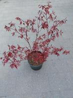 Acer Atropurpurea, Tuin en Terras, Ophalen, Esdoorn