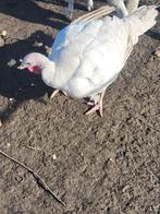 vleeskalkoen, Femelle, Dinde