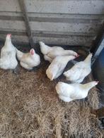 5 poule de presse kippen te koop, Dieren en Toebehoren