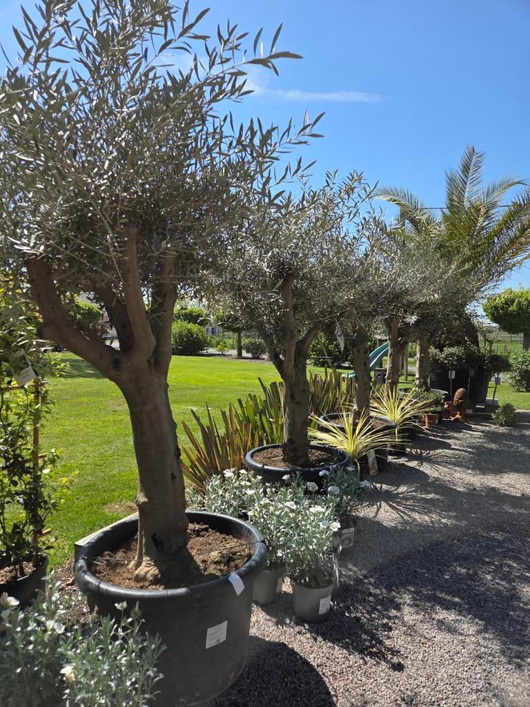 Mooi vertakte olijfbomen, Tuin en Terras, Planten | Bomen, Ophalen, Olijfboom
