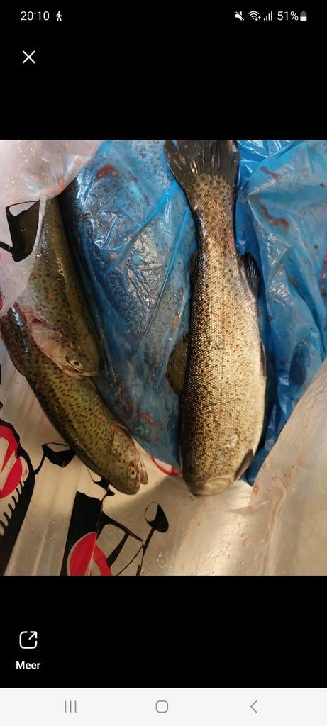 Zalim vis een forell, Ophalen of Verzenden