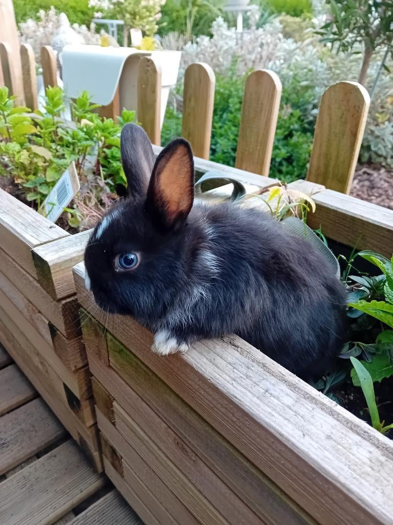 Mooi zwart met wit en blauwe ogen kleurdwerg konijntje, Animaux & Accessoires, Lapins, Mâle