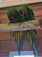 Kweekpaar kleine soldaten ara's, Plusieurs animaux, Perroquet, Domestique