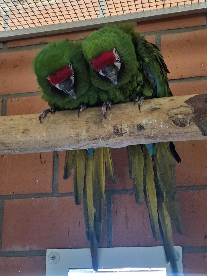 Kweekpaar kleine soldaten ara's, Animaux & Accessoires, Oiseaux | Perruches & Perroquets, Perroquet, Plusieurs animaux, Domestique