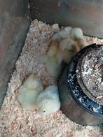 Chabo kuikens 5 euro per stuk, Dieren en Toebehoren, Pluimvee