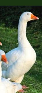 Witte gans mannelijke 2025, Mâle