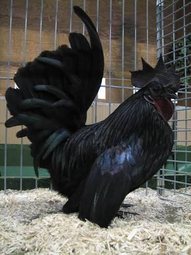 Kuikens beschikbaar, Animaux & Accessoires, Volatiles