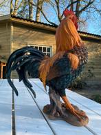 Beeld Haan, tuin, vijver, gazon, boerderij 50cm, Ophalen, Nieuw, Kunststof, Dierenbeeld