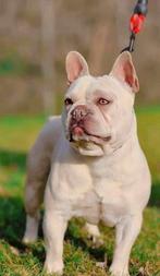 Franse bulldog dekreu met stamboom isabella platinum te koop, 3 à 5 ans, Chien (mâle), Hépatite contagieuse (maladie de Rubarth)