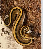 python Regius Spotnose Genetic stripe 66% het clown 1.0, Dieren en Toebehoren, Slang, Tam, 0 tot 2 jaar