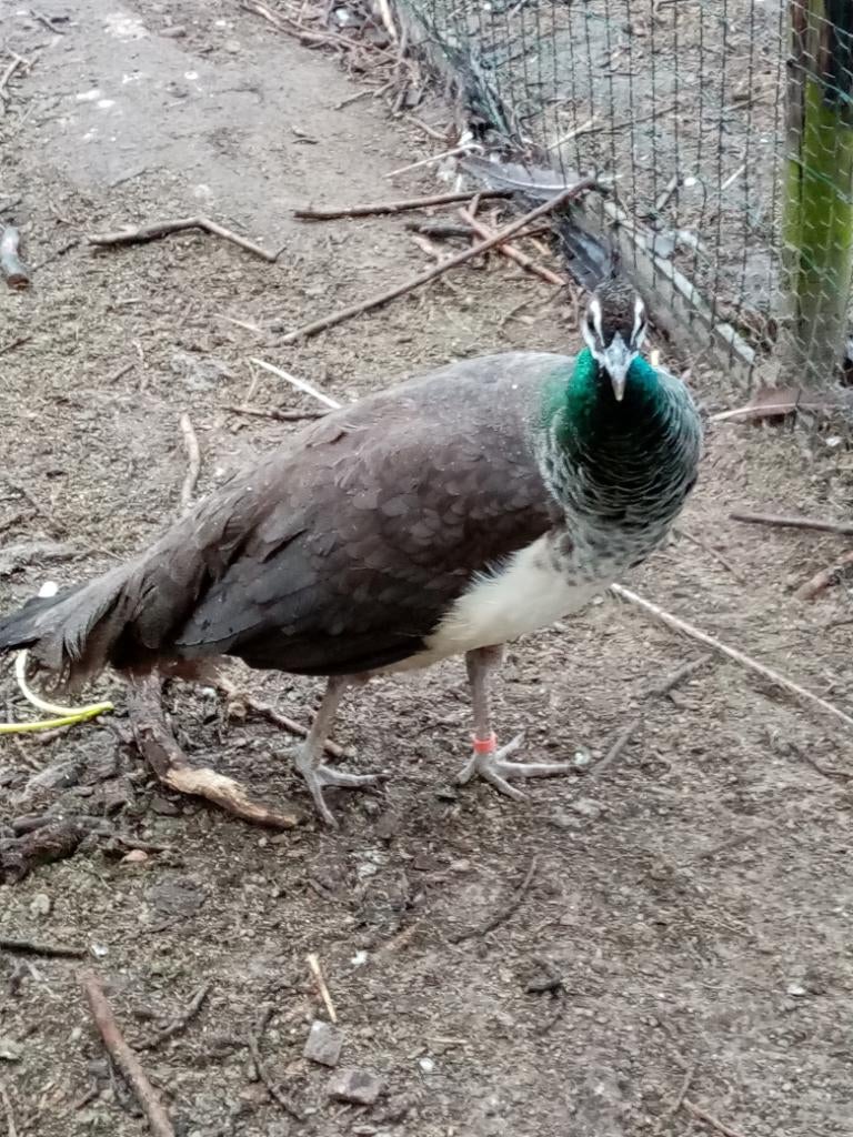 Hen blauwe pauw 2025, Dieren en Toebehoren, Vrouwelijk, Overige soorten