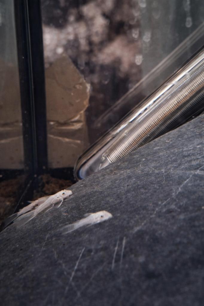 Snow White Longfin Jongen 2.5 - 3 cm, Dieren en Toebehoren, Vissen | Aquariumvissen, Zoetwatervis, Vis, Schoolvis