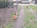 Legkippen, groenleggers, cream legbar kruisingen, Animaux & Accessoires, Femelle, Poule ou poulet