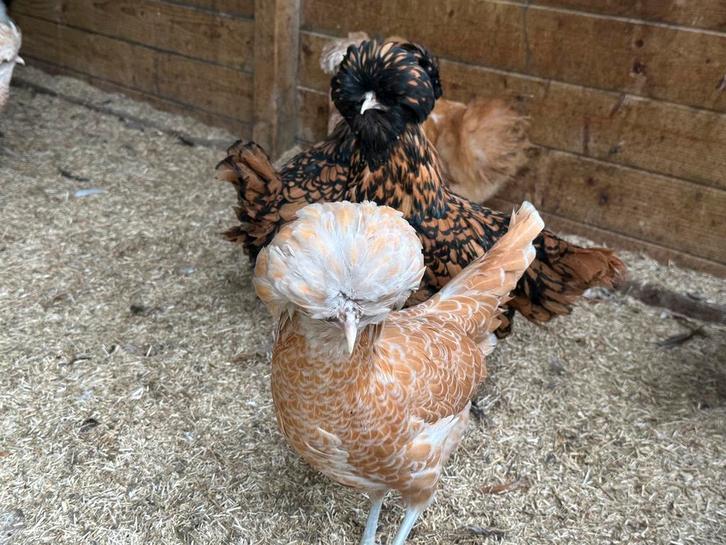 Padua hennen, Animaux & Accessoires, Volatiles